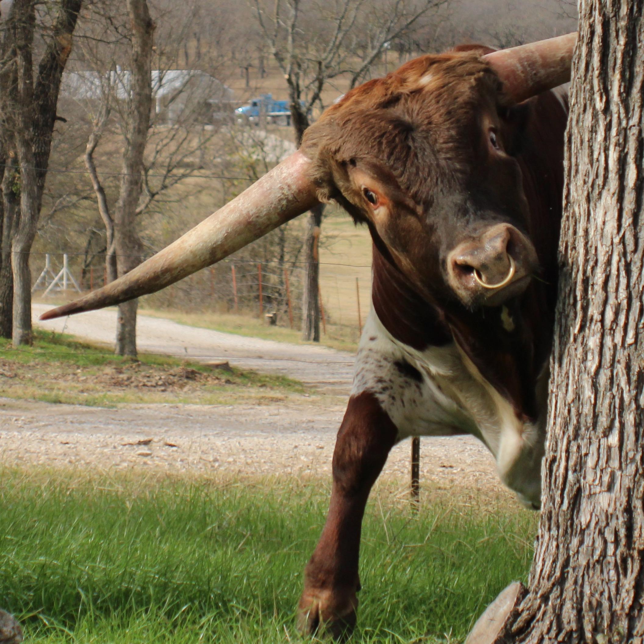 to EJS Ranch Located in Boyd, Texas
